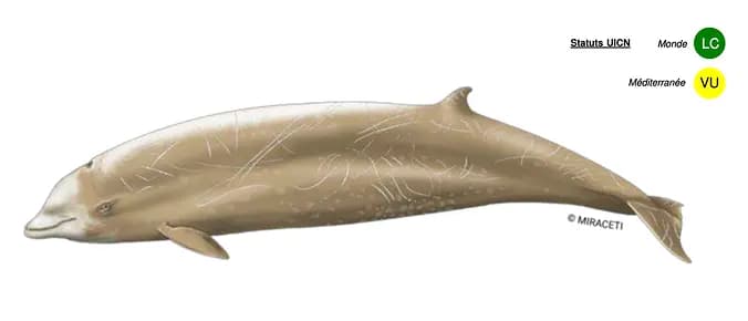 Baleine à bec de Cuvier