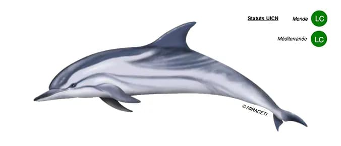 Dauphin bleu et blanc