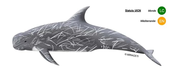 Dauphin de Risso